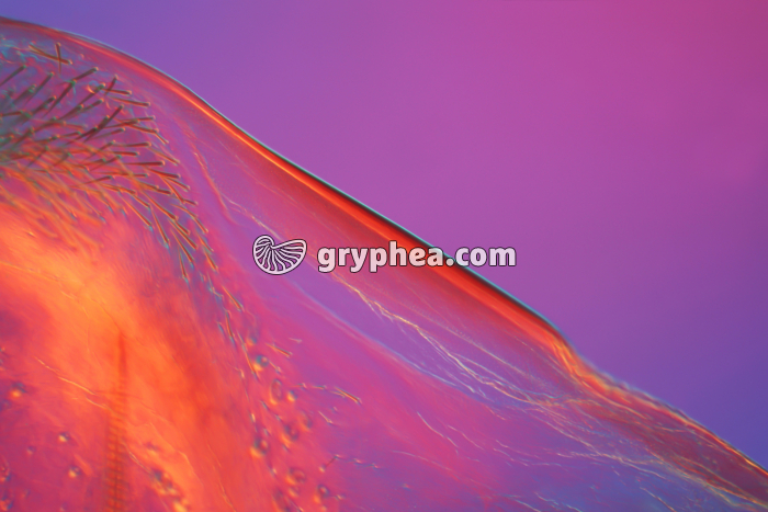 Grattoir de l'élytre d'un Grillon mâle (Grillus campestris) - gryphea.com